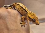 Wimpergekko Dalmatier/Harlequin mix man, Dieren en Toebehoren, Reptielen en Amfibieën, Overige soorten, 0 tot 2 jaar