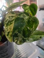 Philodendron emerald marble queen (zelden aangeboden), Huis en Inrichting, Kamerplanten, Ophalen of Verzenden, Halfschaduw, Minder dan 100 cm