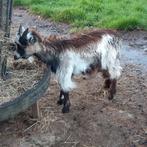 Landgeit bokje, Dieren en Toebehoren, Schapen, Geiten en Varkens, Mannelijk, Geit, 0 tot 2 jaar