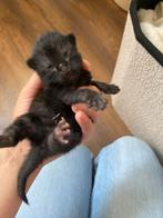 Europese korthaar x calico kittens zoeken een lieve huisje, Dieren en Toebehoren, Katten en Kittens | Overige Katten, Meerdere dieren