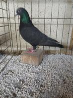 Kleurpostduiv zwart, Dieren en Toebehoren, Vogels | Duiven, Vrouwelijk, Postduif