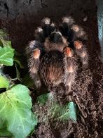 Brachypelma hamorii, Dieren en Toebehoren