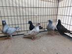 Kleurpostduiven, Dieren en Toebehoren, Meerdere dieren