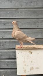 Granadino, Mannelijk, Kropper