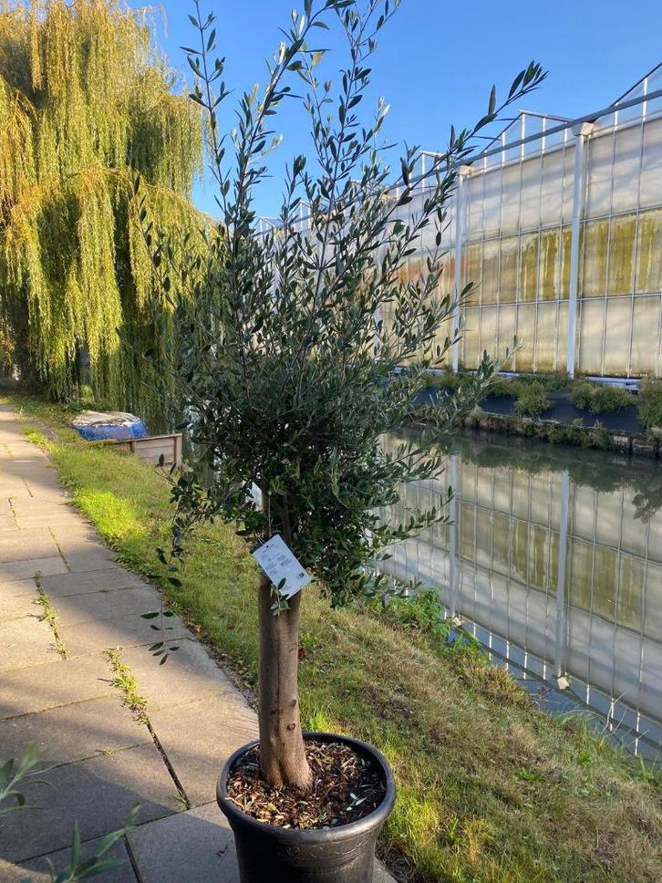 Super mooie Olijfboom Olijfbomen Olijf boom Olijf bomen, Tuin en Terras, Planten | Bomen, Olijfboom, 100 tot 250 cm, Volle zon