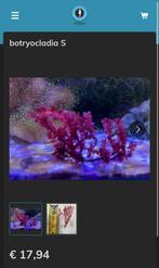 botryocladia S (macro algen), Dieren en Toebehoren, Overige typen, Zoutwatervis
