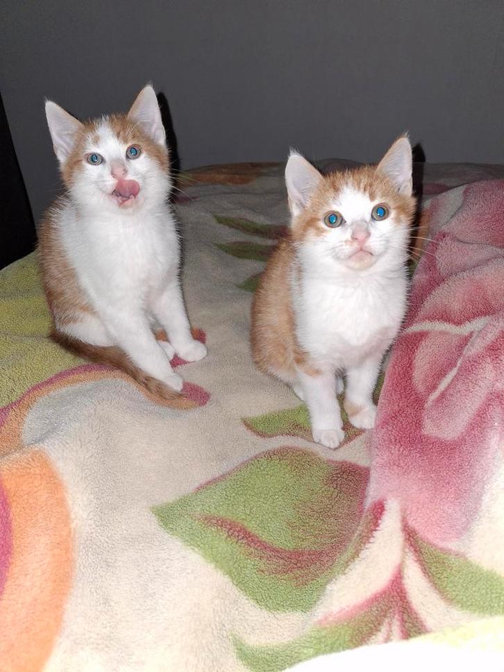 Nog 1 mooi lief Maine coon x Europees korthaar katertje, Dieren en Toebehoren, Katten en Kittens | Overige Katten, Langharig, Kater