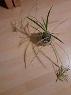 DIVERSE POTTEN MET GRASLELIE Chlorophytum Ocean, Huis en Inrichting, Kamerplanten, Ophalen of Verzenden, Overige soorten, Halfschaduw