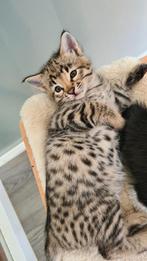Prachtige Savannah kitten en Volwassenen kater, Kortharig, 0 tot 2 jaar, Kater