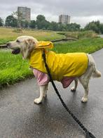 Cesur (Golden Retriever), Dieren en Toebehoren, Particulier, Rabiës (hondsdolheid), Overige rassen, 1 tot 2 jaar
