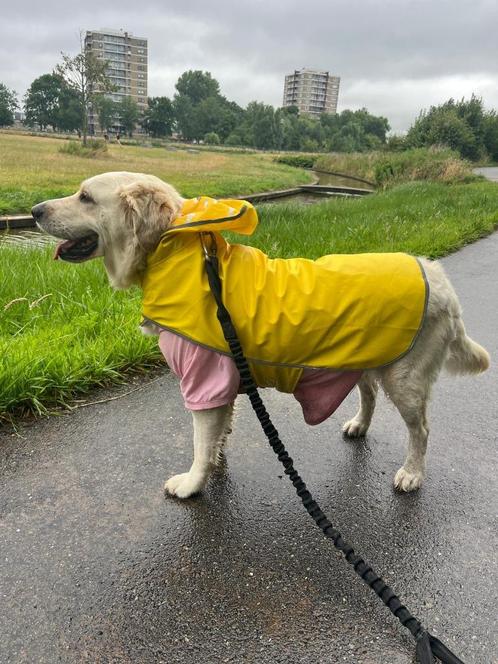 Cesur (Golden Retriever), Dieren en Toebehoren, Honden | Chihuahua's en Gezelschapshonden, Teef, Overige rassen, Particulier, Eén hond
