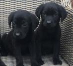 Hele mooie LABRADOR pups, Dieren en Toebehoren, Nederland, CDV (hondenziekte), 8 tot 15 weken, Labrador retriever