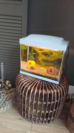 Aquarium Goldfish kit start 20, Dieren en Toebehoren, Vissen | Aquaria en Toebehoren, Ophalen, Zo goed als nieuw, Leeg aquarium