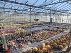 planten, Volle zon, Vaste plant, Bloeit niet, Ophalen