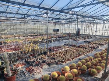 planten  beschikbaar voor biedingen