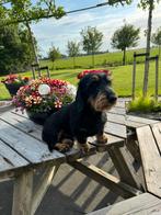 Dek reu teckel, Dieren en Toebehoren, Rabiës (hondsdolheid), Reu, Eén hond, 3 tot 5 jaar