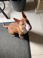 Miniatuur Bull Terriër pups (FCI)nog 1 Teefje, Dieren en Toebehoren, Bull Terriër, Fokker | Hobbymatig, 8 tot 15 weken, Buitenland