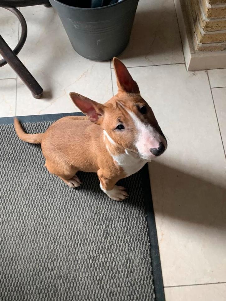 Miniatuur Bull Terriër pups (FCI)nog 1 Teefje, Dieren en Toebehoren, Honden | Jack Russells en Terriërs, Meerdere dieren, Bull Terriër