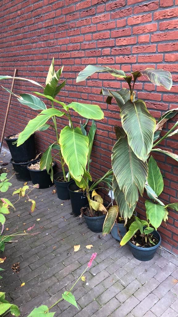 50% korting op canas, Tuin en Terras, Planten | Tuinplanten, Vaste plant, Overige soorten, Volle zon, Zomer, Ophalen