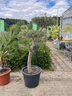 Olivo PomPon 358€, 100 tot 250 cm, Olijfboom, Zomer, Ophalen