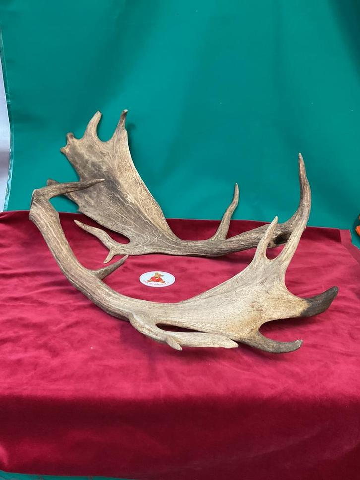 Gewei van eland of andere hertachtige, Verzamelen, Dierenverzamelingen, Gebruikt, Gewei of Kop, Hert, Ophalen of Verzenden