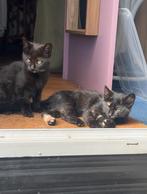 2 lieve en speelse schildpad kittens, Dieren en Toebehoren, Katten en Kittens | Overige Katten, Meerdere dieren, Kortharig, 0 tot 2 jaar