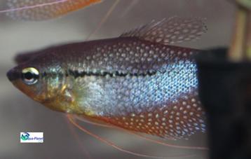 Diamant Gourami beschikbaar voor biedingen