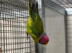 3-3 pruimkop parkieten, Dieren en Toebehoren, Vogels | Parkieten en Papegaaien, Meerdere dieren, Parkiet