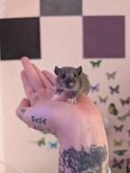 Tamme ratten. Nog 6 mannetjes🩵🩵🩵, September, Mannelijk, Rat