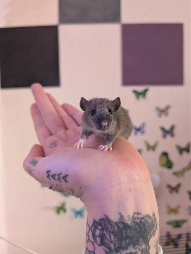 Tamme ratten. Nog 6 mannetjes🩵🩵🩵, Dieren en Toebehoren, Knaagdieren, Mannelijk, Rat, September