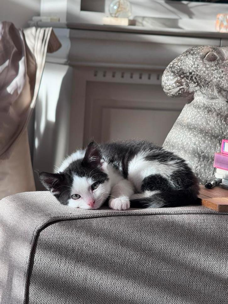 Speelse kitten zoekt een thuis️, Dieren en Toebehoren, Katten en Kittens | Overige Katten, Kortharig, Poes, 0 tot 2 jaar