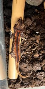 Red gargoyle / auriculatus, Dieren en Toebehoren, Hagedis, 0 tot 2 jaar