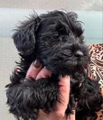 Schnoodle dwergschnauzer x toy poedel pups, Dieren en Toebehoren, Honden | Chihuahua's en Gezelschapshonden, België, Fokker | Hobbymatig