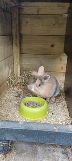 Dwerg konijn, Dieren en Toebehoren, Konijnen, Vrouwelijk, Dwerg