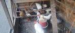 Oudere Krielkippen en hanen, Dieren en Toebehoren, Pluimvee, Vrouwelijk, Kip