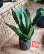 Groene kamerplant, Huis en Inrichting, Kamerplanten, Ophalen, Overige soorten, Minder dan 100 cm