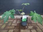 Tetrapanax Papyrifera - Chinese Rijstpapierplant H: 53 cm., Vaste plant, Bloeit niet, Volledige schaduw, Ophalen
