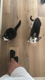 2 katers, Dieren en Toebehoren, Katten en Kittens | Overige Katten, Kater, Kortharig, 6 jaar of ouder