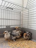 Cochin kriel 6 kuikens krul en glad, Meerdere dieren, Kip