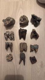 12 Wolharige neushoorn tanden, Verzamelen, Mineralen en Fossielen, Ophalen of Verzenden, Fossiel