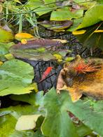 Goudvissen (vijver) - waarschijnlijk 4 stuks, Dieren en Toebehoren, Vissen | Vijvervissen, Goudvis(sen)