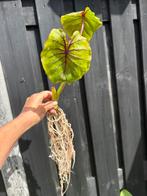 Colocasia esculenta Pharaohs Mask Red, Ophalen of Verzenden, Overige soorten, Volle zon