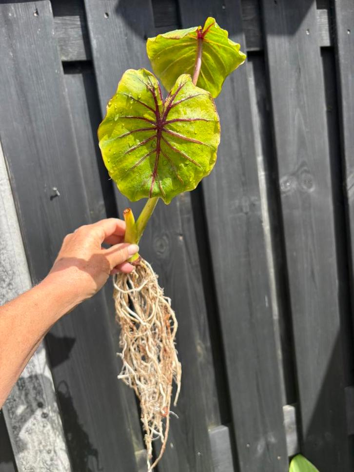 Colocasia esculenta Pharaohs Mask Red, Tuin en Terras, Planten | Tuinplanten, Overige soorten, Volle zon, Ophalen of Verzenden