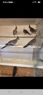 Australische kuif duiven, Dieren en Toebehoren, Vogels | Duiven, Meerdere dieren, Overige soorten