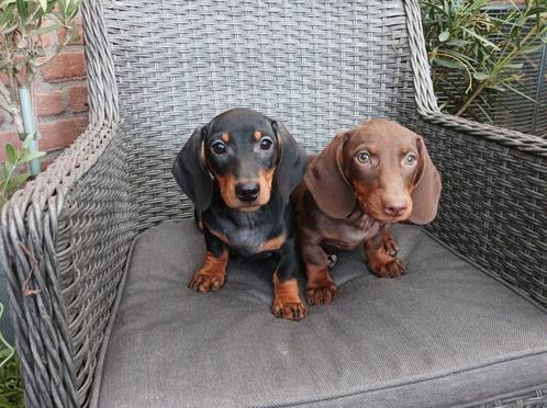 Super knappe speciale kleuren kortharige teckel puppys, Dieren en Toebehoren, Honden | Teckels en Dashonden, Meerdere dieren, Korthaar