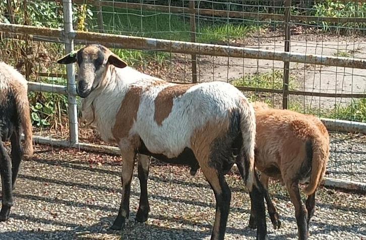 Te koop haarschapen bokken/ rammen, Dieren en Toebehoren, Schapen, Geiten en Varkens, Schaap, Mannelijk