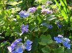 Blauwe hortensia oude struik, Tuin en Terras, Overige soorten, Struik, Ophalen, 100 tot 250 cm