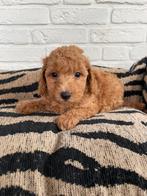 Maltipoo pups abrikoos/rood (maltezer x toy poedel), Dieren en Toebehoren, CDV (hondenziekte), 8 tot 15 weken, Meerdere, Nederland