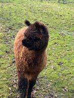 Alpaca veulen - hengst, Dieren en Toebehoren, Overige Dieren, Mannelijk, Voor 1 juli 2024