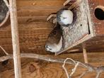 Jonge tamboerijn duif diuvin, Dieren en Toebehoren, Meerdere dieren, Overige soorten